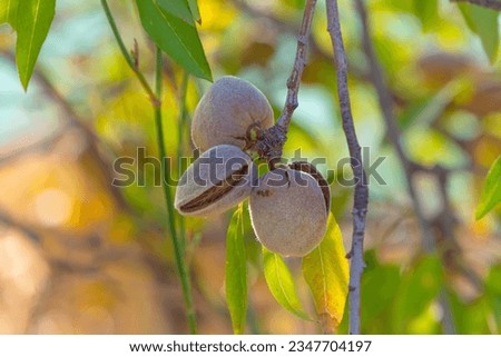 Almost harvest time for the almonds  Royalty-Free Stock Photo #2347704197