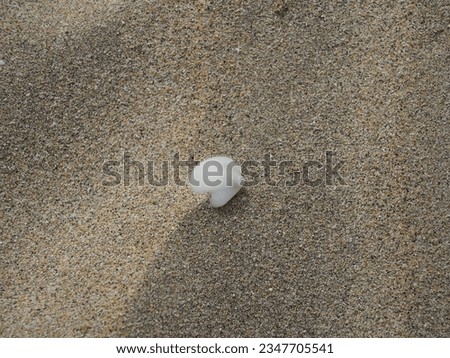 Picture of a white seashell in the sand
