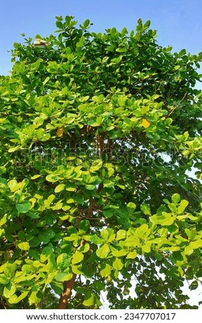 Twigs and green leaves of ketapang tree bright blue sky background