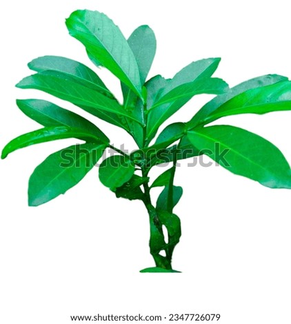 natural colourful leaf in jungle. beautiful leaf picture in the world. nice scenery picture with white background. 