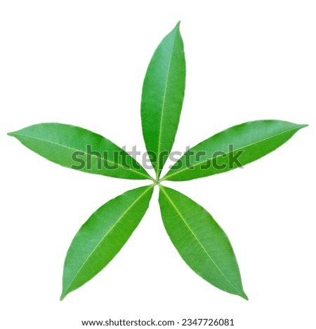 natural colourful leaf in jungle. beautiful leaf picture in the world. nice scenery picture with white background. 