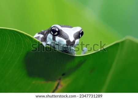 The Amazon milk frog (Trachycephalus resinifictrix) closeup on green leaves, Panda bear tree frog on green leaves. The mission golden eyed tree frog