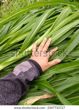 woman's hand on the grass