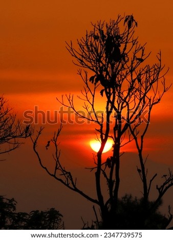 background of sunrise and tree silhouette 