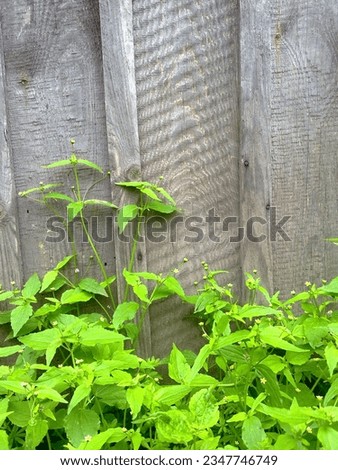 Galinsoga parviflora against the backdrop of a wooden fence