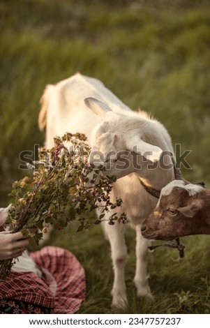 Photo of domestic goats in a meadow.