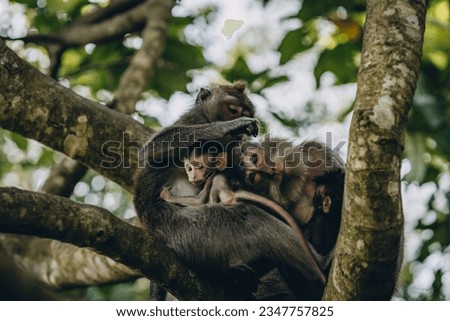Close up shot of monkeys family searching lice. Mother macaque with little baby sitting on tree