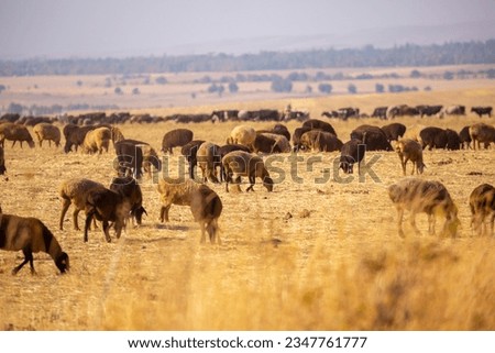 Sheep graze on a green meadow. Pasture with fresh grass in spring, cattle walking. Animal husbandry and agriculture. Herd of animals. Royalty-Free Stock Photo #2347761777