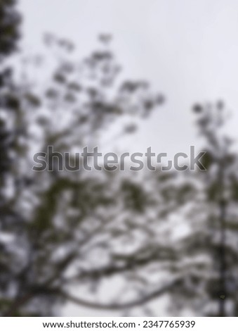 Defocused image of Crisp Winter Wonderland: Frost-Covered Evergreen Tree in Arctic Forest