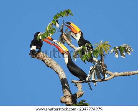 Three toco toucans (Ramphastos toco) in a tree top in the Pantanal wetlands, Brazil