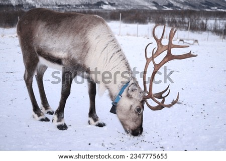 Animal deer horns mammal close-up photo horned furry creature north polar Saami Suomi Lapland Norway Arctic Winter snow feeding landscape