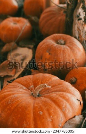 Autumn authentic pumpkins background, vertical photo, selective focus. Mabon, Samhain, pagan altar, rite, September, November, fall, Halloween, symbol, magic, witchcraft concept Royalty-Free Stock Photo #2347785005
