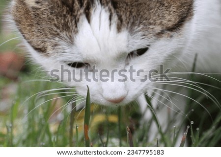 tabby and white cat outdoors with green plants garden