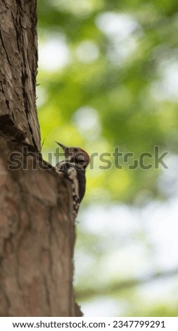 30.07.2023. Arandjelovac, Serbia. Outdoor photos in public park. Birds in the trees, free animals in nature.