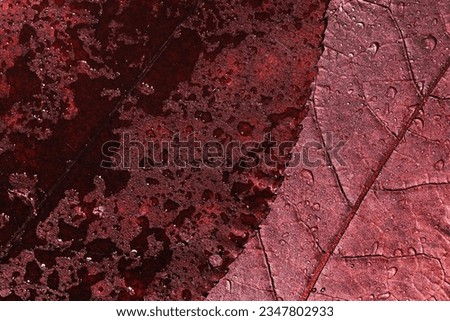 Organic autumn background, texture of red burgundy colored autumnal leaves with water drops, top view natural red foliage as seasonal pattern Fall aesthetic photography with macro leaves with veins