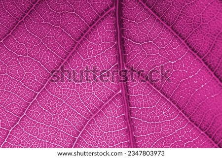 close up of pink leaf texture - abstract graphic design and textured background