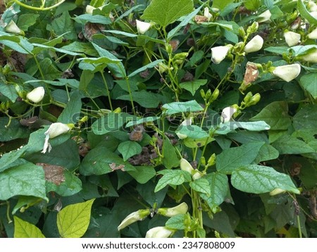 Photo composition of white flowers and green leaves of winged bean in the garden.