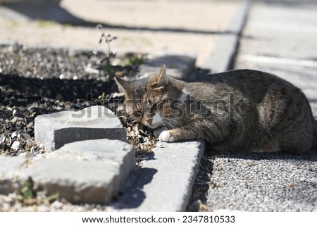 tabby and white cat outdoors with green plants garden in street cars