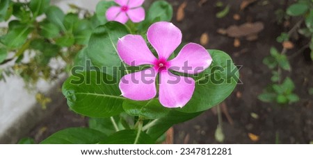 Madagascar Periwinkle is a Apocynaceae family flowering plant. It is also known Catharanthus Roseus, Vinca Rosea, Vinca Alkaloids, Bright Eyes,Cape Periwinkle, Graveyard Plant, Old Maid. Royalty-Free Stock Photo #2347812281