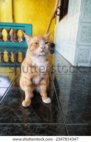 Beautiful outdoor countryside home view of Orange cat standing and watching