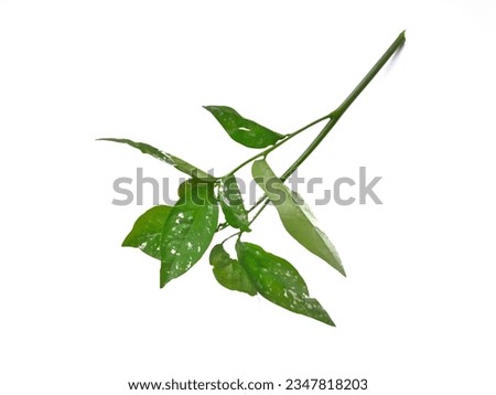 katu leaf is a healthy and nutritious vegetable, picture of katu leaf on a white background


