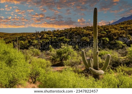 Saguaro cactus and the Santa Catalina mountains in Catalina State Park north of Tucson, Arizona.  It is adjacent to the Coronado National Forest. Royalty-Free Stock Photo #2347822457