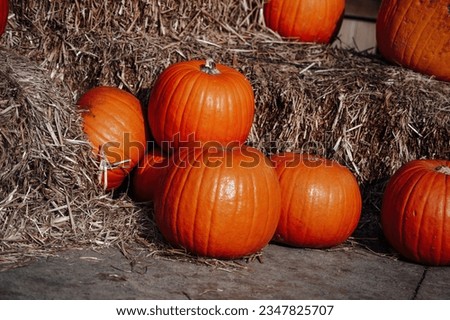 Autumnal display row of big orange pumpkins on bales of hay at all hallows eve in october. Fall pumpkins for halloween preparation and thanksgiving day at town market