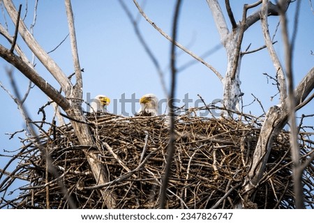 Bald Eagles attending their nest along the shore of the St. Lawrence River. Royalty-Free Stock Photo #2347826747