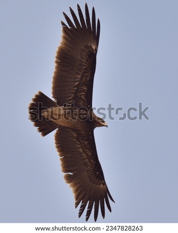 Greater Spotted Eagle (Clanga clanga)

A Winter visitor to Pakistan. Flying over the desert in a sunny winter day with blue sky. Perfect!