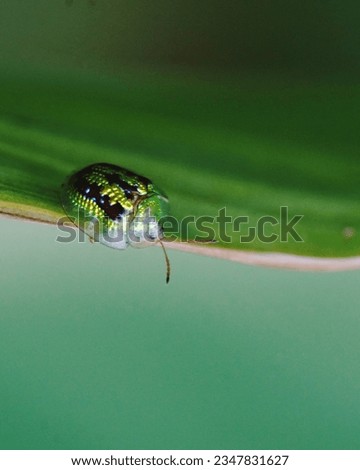 Pictures of Golden Yellow ladybug on the Green leaf. (Macro  lens)