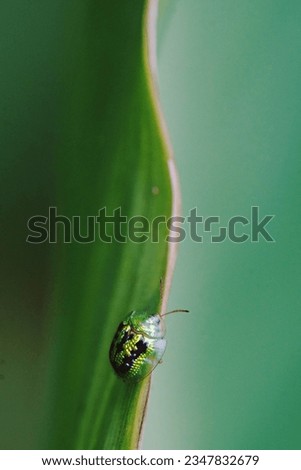 Picture of Golden Yellow ladybug On the Green leaf. Close up (Macro lens)