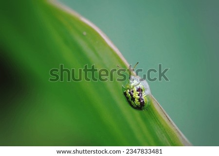 Pictures of Golden Yellow ladybug on the Green leaf. Close up (Macro)