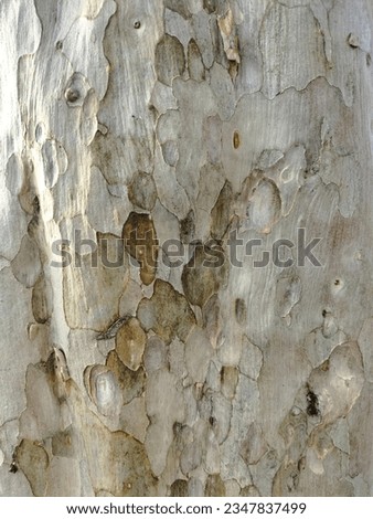 Thin bark white abstract nature  tree