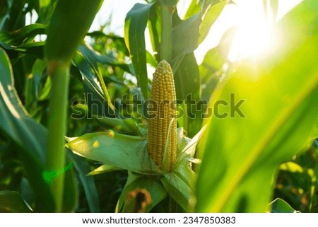A selective focus picture of corn cob in organic corn field. Growing corn against the sun. Soft focus