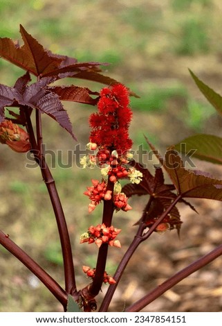 The flower and leaves of a plant called castor bean, used to decorate gardens