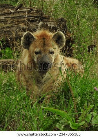 Hyena laying in a grass field looking at the camera