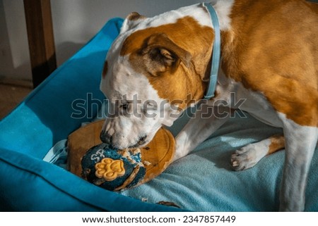 Pit bull dog birthday day in blue pet bed with 13 years meat cake with dry fishes