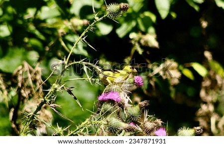 Bright yellow finch feeds on  the thistle seed along a rural road Jenningsville Pennsylvania