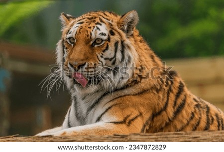 Close up of the tiger licking its lips.  Royalty-Free Stock Photo #2347872829