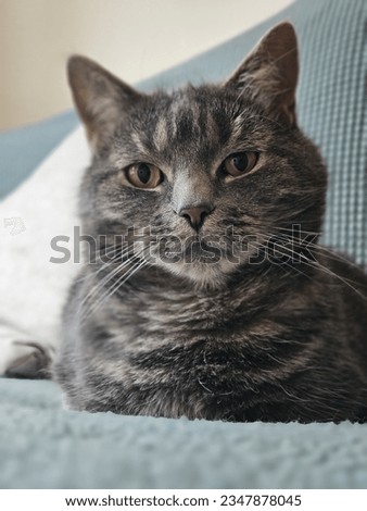 A beautiful cat posing away