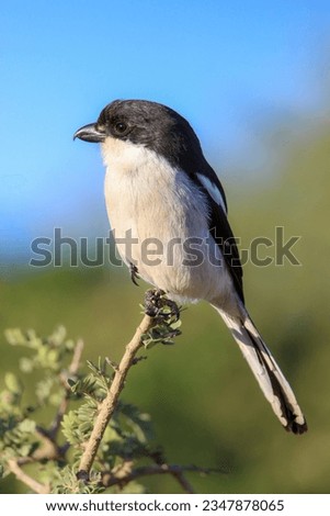 Common or Southern Fiscal Shrike, Addo Elephant National Park, South Africa