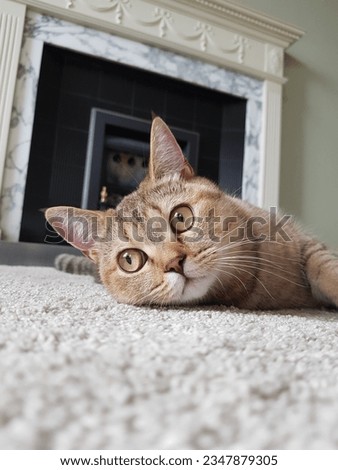 shorthair, domestic cat, curious, lying down, breed, face, pretty, furry, playful, sitting, sweet, ginger, animals, ears, nose, eyes, coat, grey, golden, striped, white, black, black and white, whiske