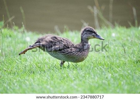 Juvenile mallard dark stood stretching on the grass