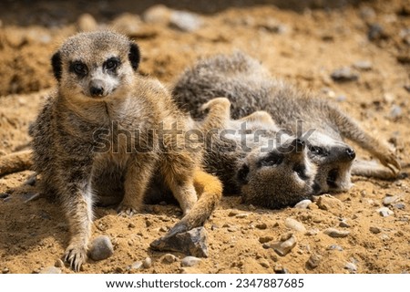 Curious Meerkats relaxing on a sunny day