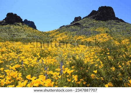 Desert Wildflower Superbloom off Route 66 in Arizona
