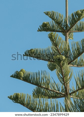 Araucaria heterophylla commonly called Araucaria excelsa or Norfolk Island pine Royalty-Free Stock Photo #2347899429