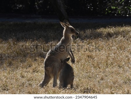 Joey Kangaroo going in to mothers pouch 