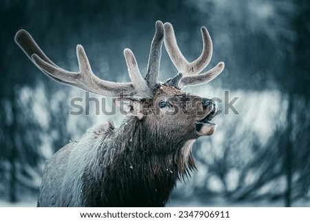 Image taken of a reindeer calling on February 4, 2023 Royalty-Free Stock Photo #2347906911