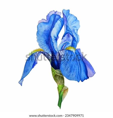 Blue iris flower isolated on white background vector illustration in watercolor style. Dark blue bud, light transparent petals. Iris blossom blue flower with delicate petals. Royalty-Free Stock Photo #2347909971