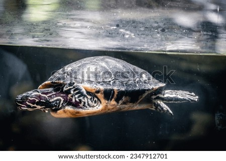 Turtles swimming in the water.